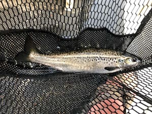 Landlocked Salmon